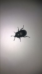 Ablattaria laevigata