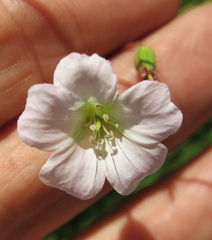 Geranium schlechteri