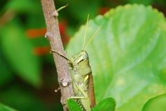 Schistocerca alutacea
