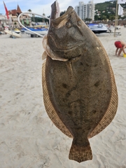 Brazilian Flounder photo 3