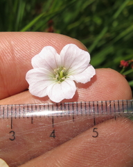 Geranium schlechteri