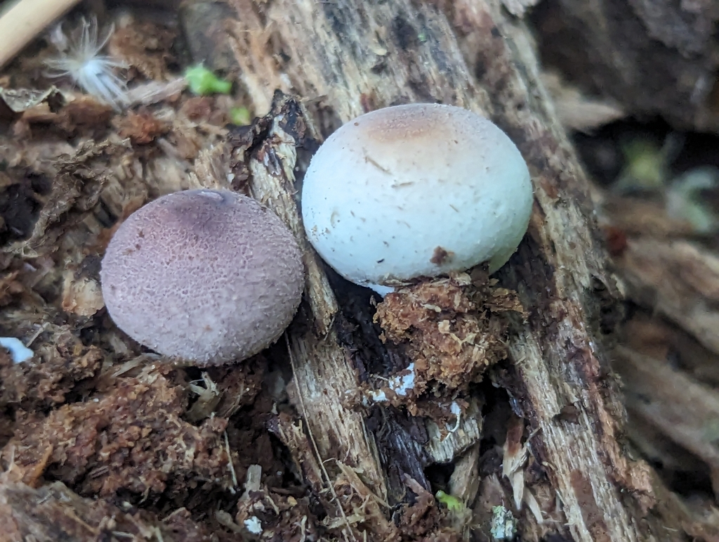 Lycoperdon fuligineum · November 2023 · photo: © alan_rockefeller (iNaturalist, cc-by-sa)