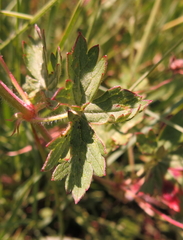 Geranium schlechteri