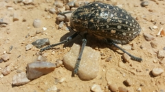 Julodis syriaca