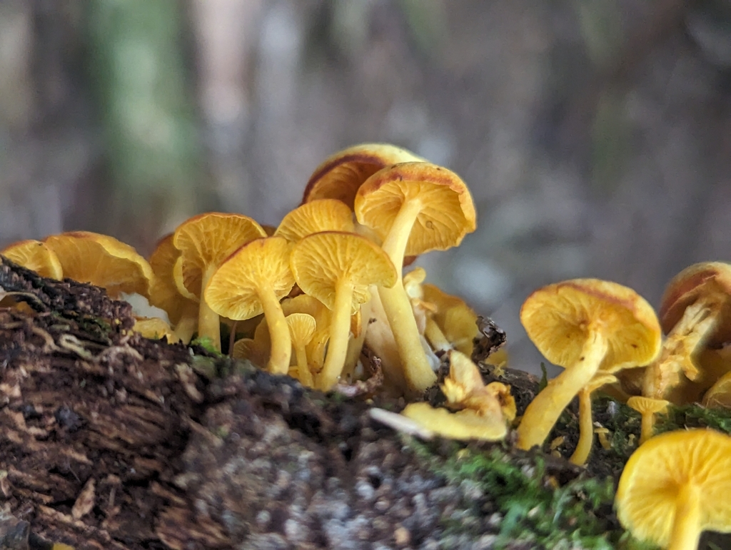 Marasmius rhyssophyllus · November 2023 · photo: © alan_rockefeller (iNaturalist, cc-by-sa)