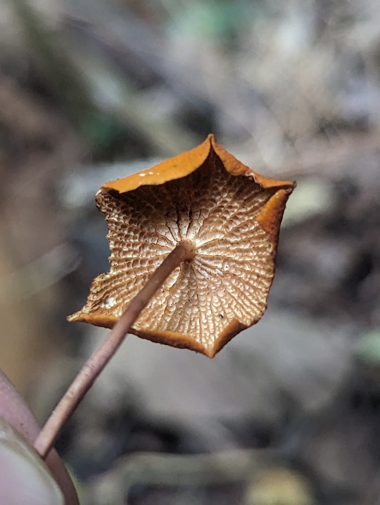 Marasmius cladophyllus