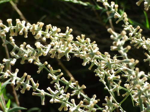 Image of Pterocaulon virgatum by (c) Pablo H Capovilla, some rights reserved (CC BY)