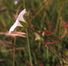 Geranium schlechteri