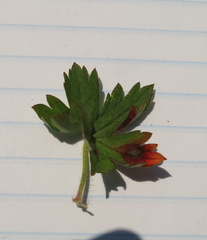 Geranium schlechteri