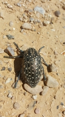 Julodis syriaca