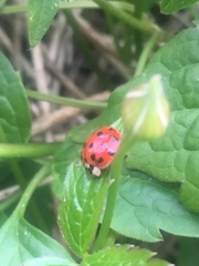 Harmonia axyridis