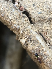 Closterocoris amoenus