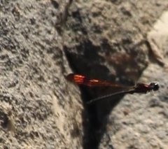 Heliocypha bisignata