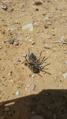 Julodis syriaca