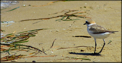 Charadrius alexandrinus alexandrinus
