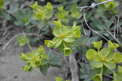 Euphorbia glareosa