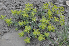 Euphorbia glareosa