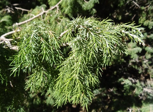 Canary islands juniper (Juniperus cedrus)