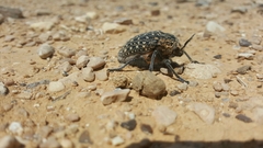 Julodis syriaca