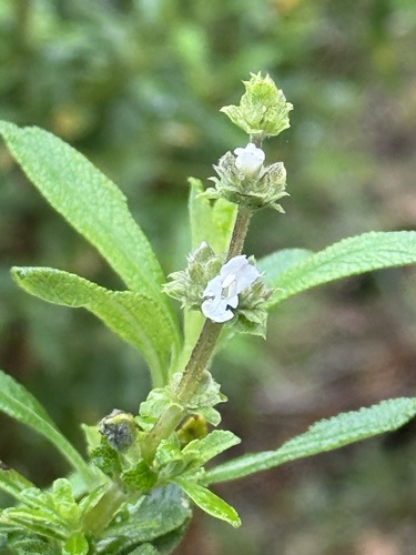 Representative image of Salvia mellifera