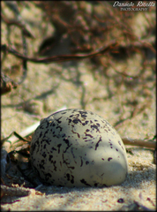 Charadrius alexandrinus alexandrinus