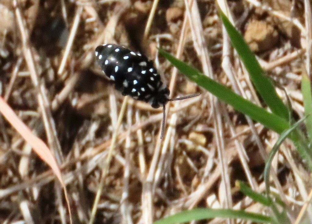 Domino Cloak-and-dagger Bee from Coomba Park NSW 2428, Australia on ...