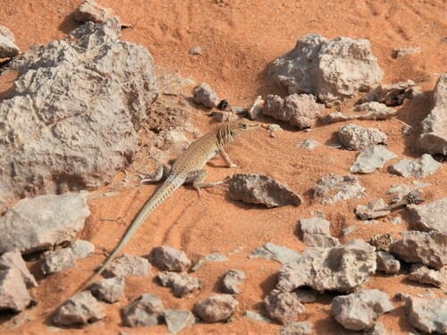 Arabian Small-spotted Lizard