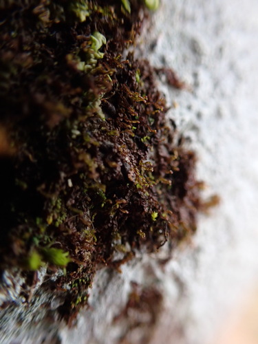 Image of Frullania bolanderi by no rights reserved