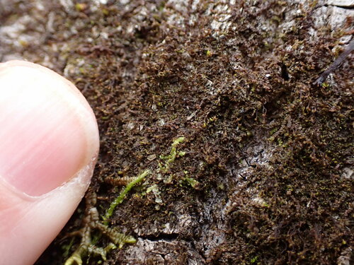 Image of Frullania bolanderi by no rights reserved
