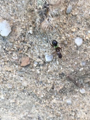 Closterocoris amoenus