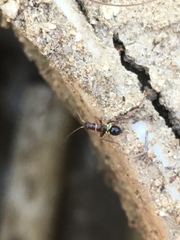 Closterocoris amoenus