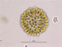 Synura caroliniana