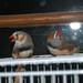 Domestic Zebra Finch - Photo (c) mxmbrook, some rights reserved (CC BY-NC)