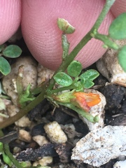 Acmispon maritimus