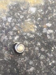 Cepaea hortensis