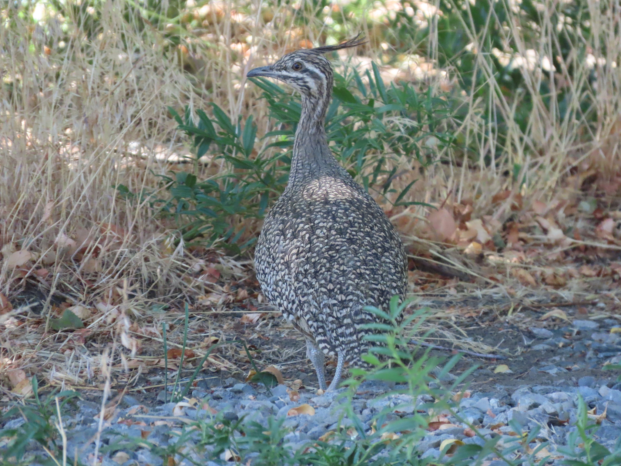 Elegant Crested-Tinamou (Eudromia elegans)