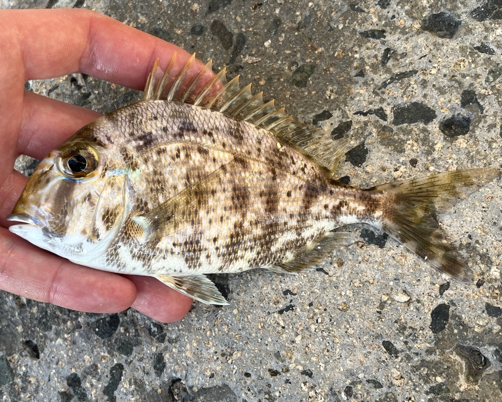 Pimento grunt (Calamus pennatula) — Sparidae