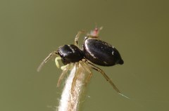 Heliophanus cupreus