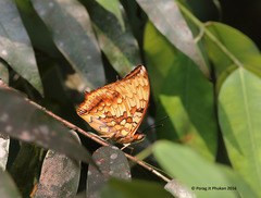 Charaxes kahruba