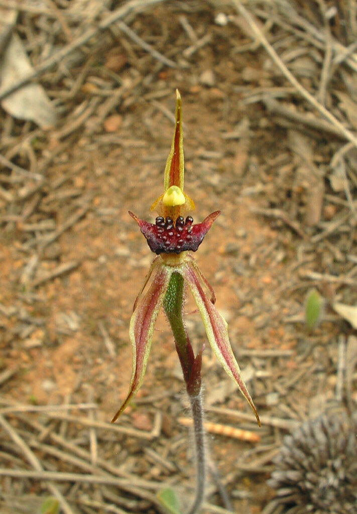 Caladenia actensis