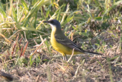 Motacilla flava cinereocapilla