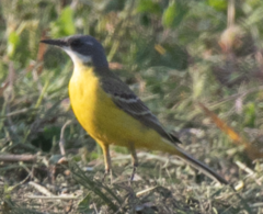 Motacilla flava cinereocapilla