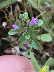 Pogogyne serpylloides