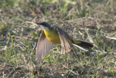 Motacilla flava cinereocapilla