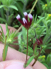 Trifolium variegatum