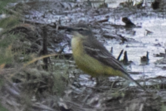 Motacilla flava flava