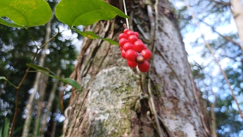 Image of Anthurium gracile by (c) Edwin Rivera Millán, some rights reserved (CC BY)
