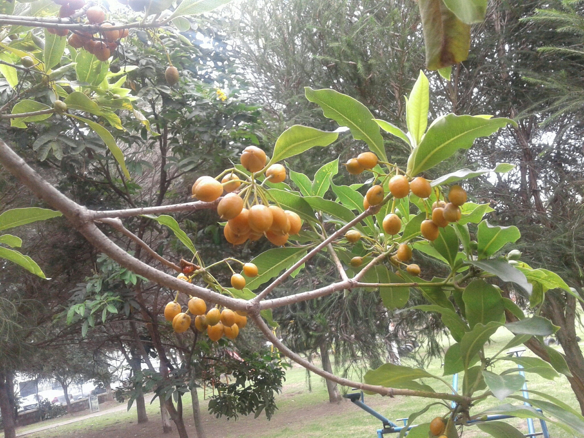 Pittosporum undulatum image