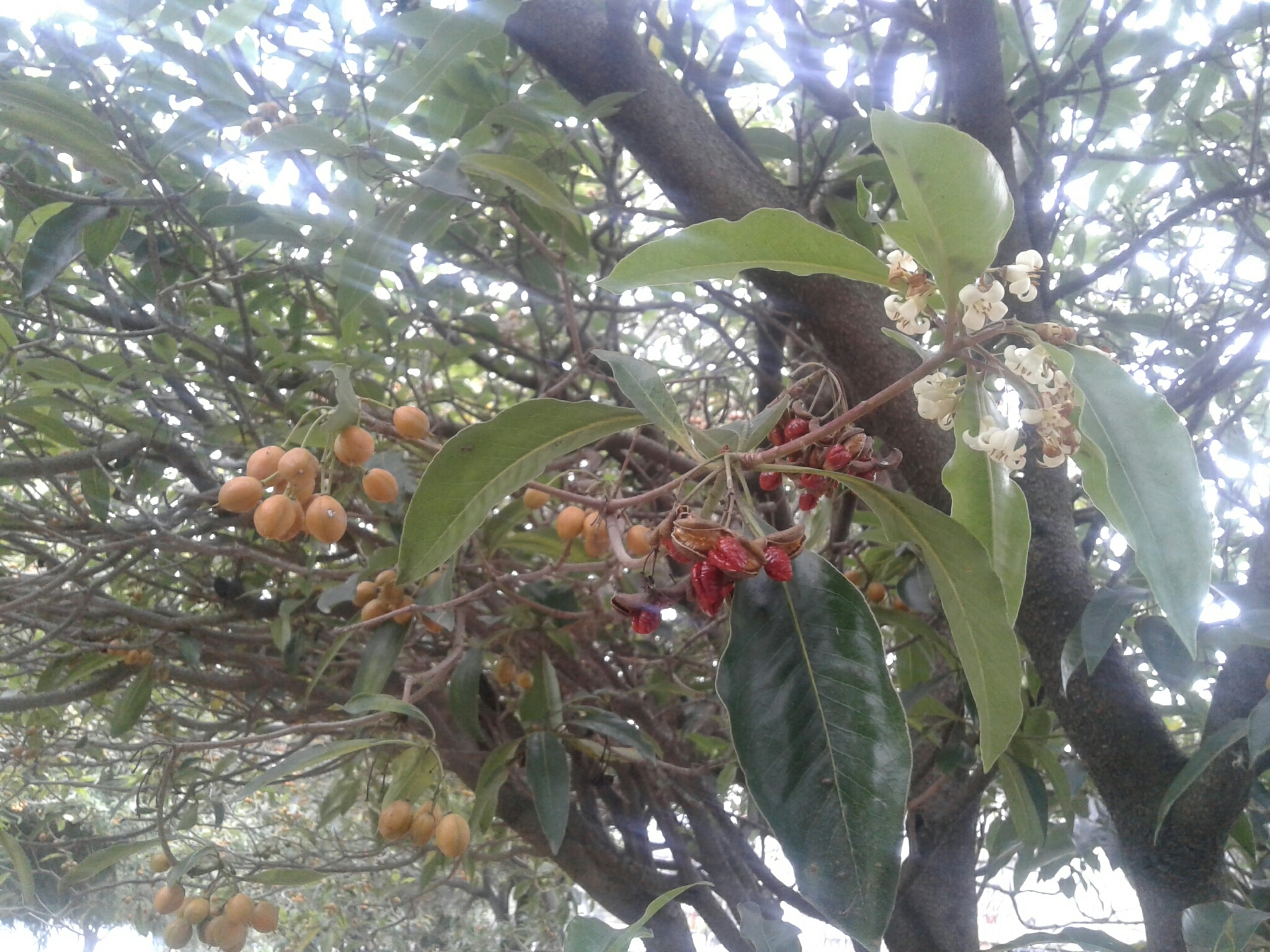 Pittosporum undulatum image