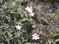 Zephyranthes fosteri